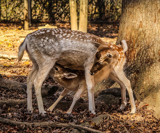 Biche allaitant son petit